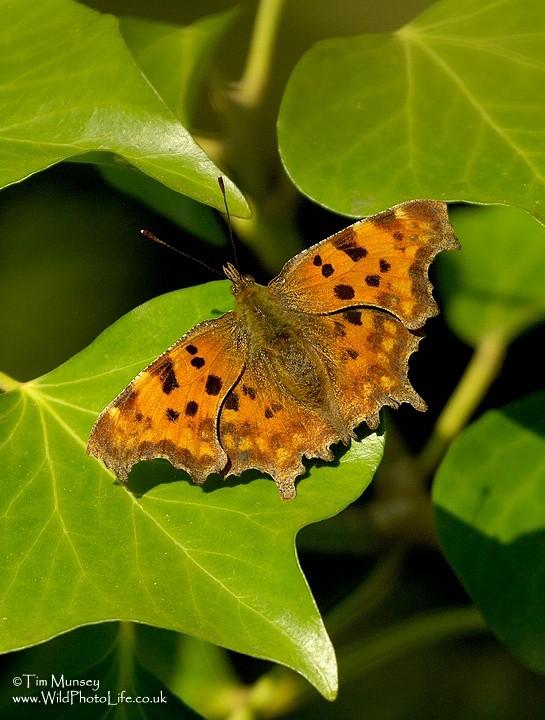 Comma 03_05_06.jpg